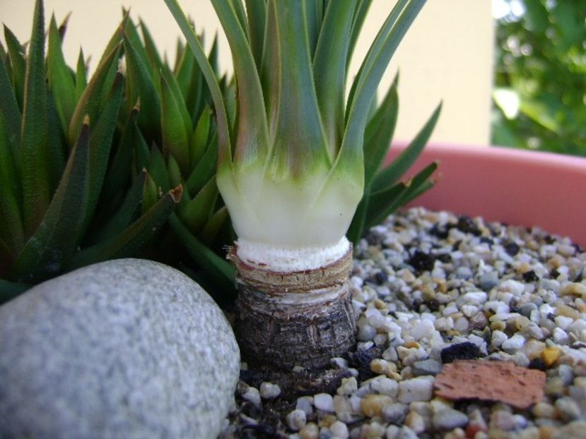 Yucca rostrata, detaliu - Agave si Yucca 2018