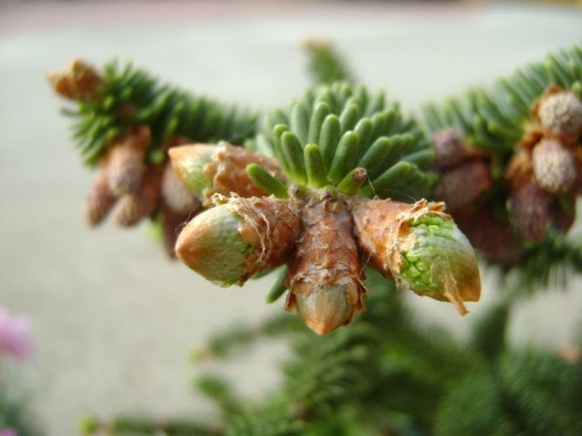 Abies pinsapo - Primavara 2018
