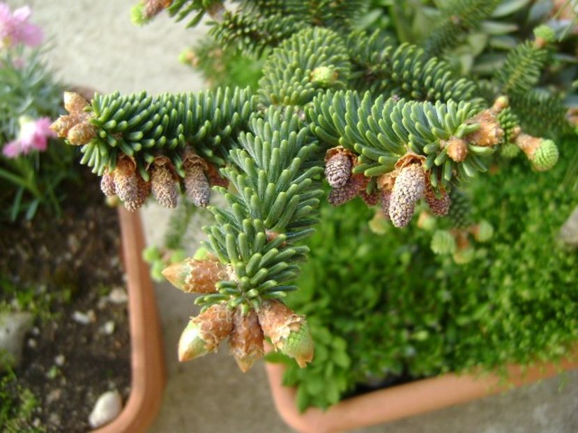 Abies pinsapo - Primavara 2018
