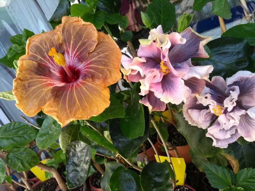  - 03Hibiscus