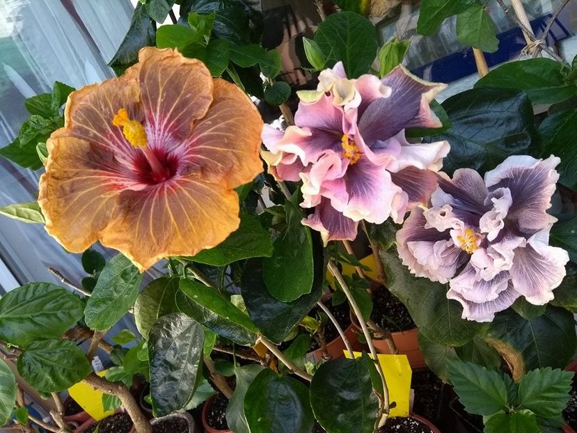  - 03Hibiscus