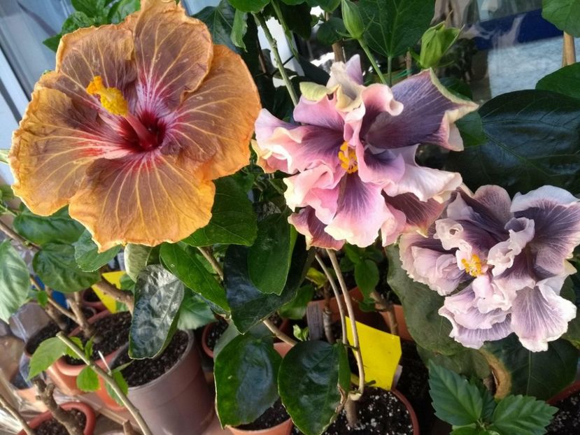  - 03Hibiscus