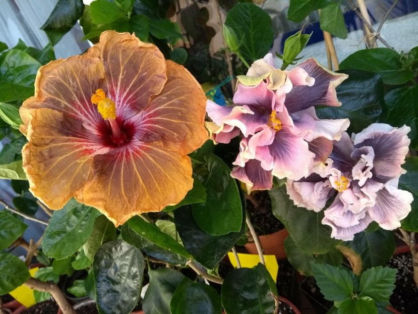  - 03Hibiscus