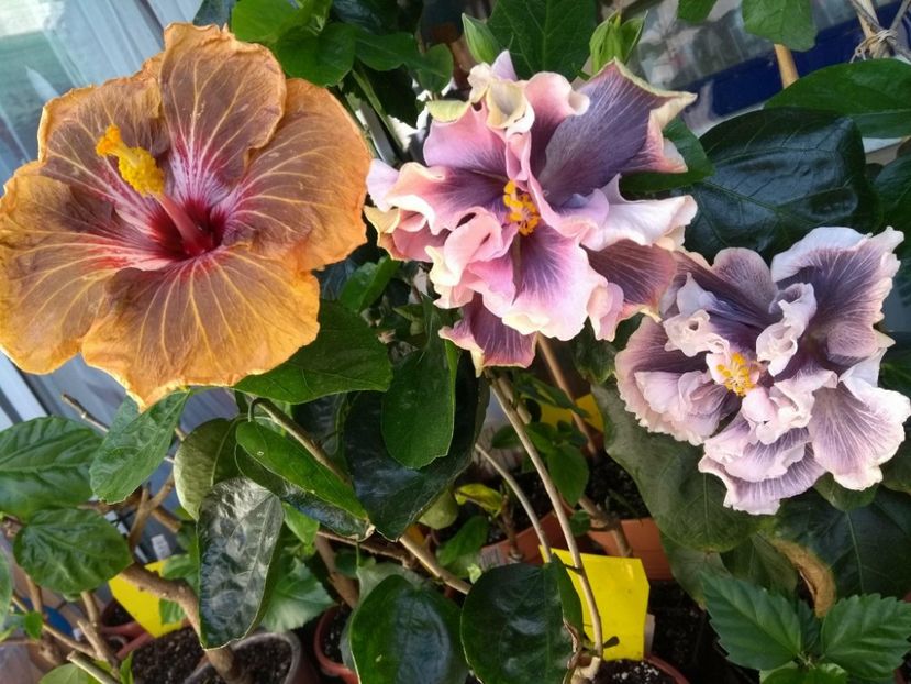  - 03Hibiscus