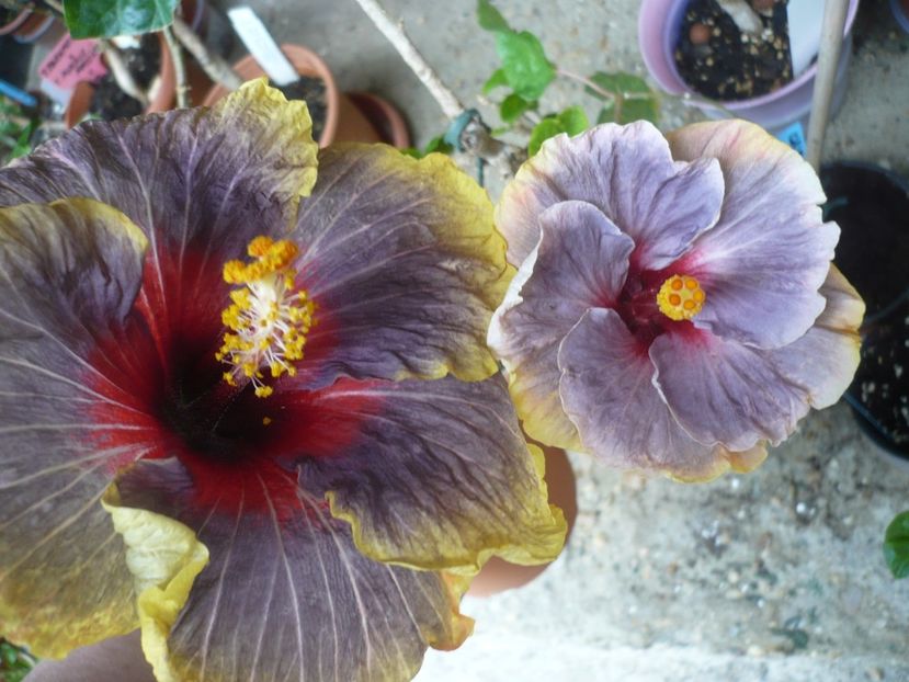 P1360863 - HIBISCUSI 2018-1