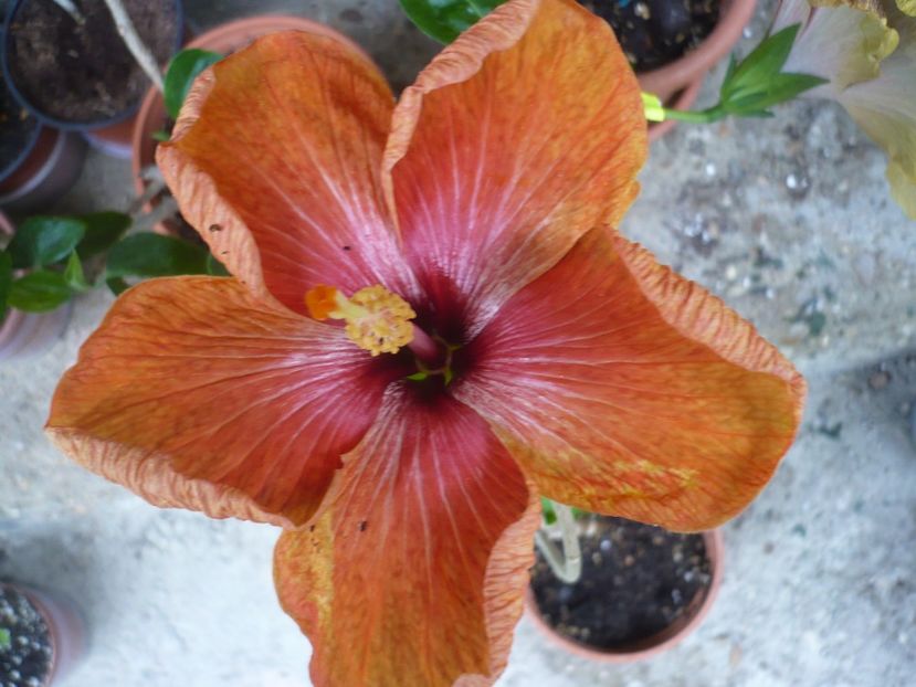 P1360865 - HIBISCUSI 2018-1