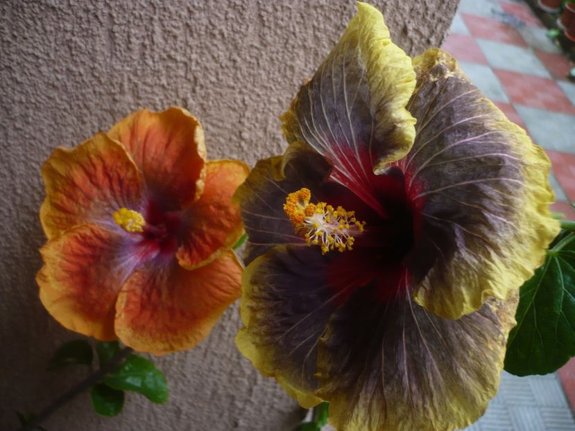 08.05.2018 - Tahitian Passion Flower