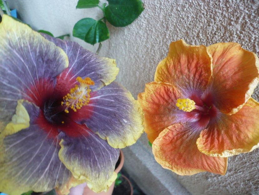 P1360861 - Tahitian Passion Flower