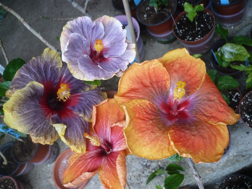 P1360869 - Tahitian Passion Flower
