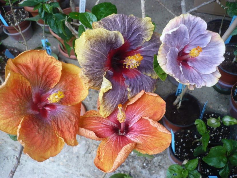 P1360870 - Tahitian Passion Flower