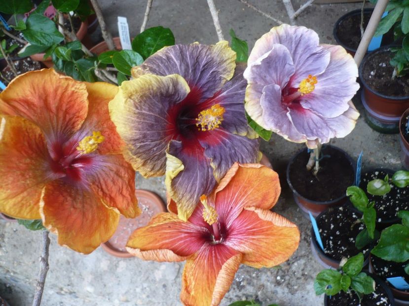 P1360871 - Tahitian Passion Flower