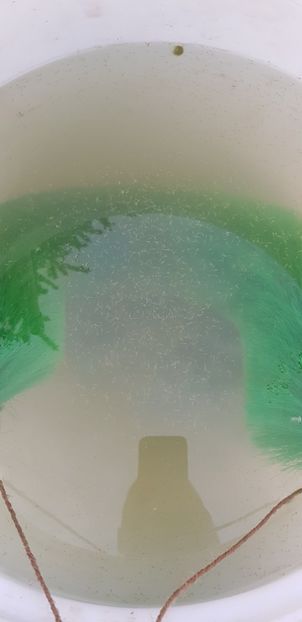 puiet crap koi de 2 zile - crap koi