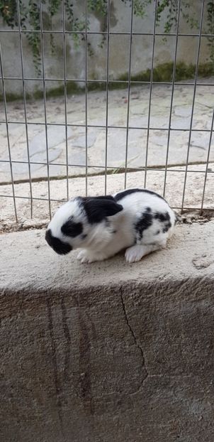  - Iepuri Urias pestrit german - Fluture german