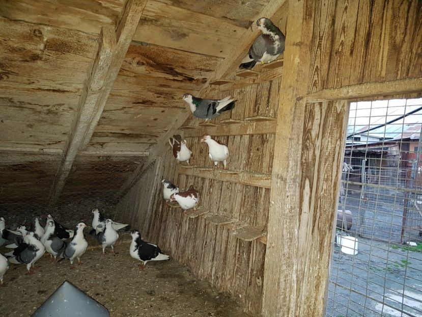  - Jucatori de Galati pui 2017