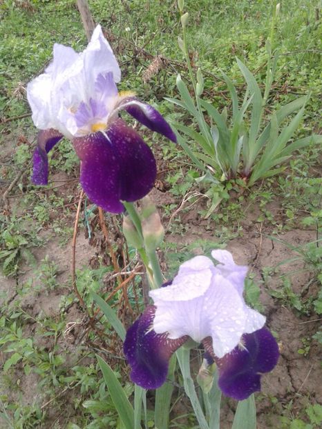 Fragrant - irisi comuni