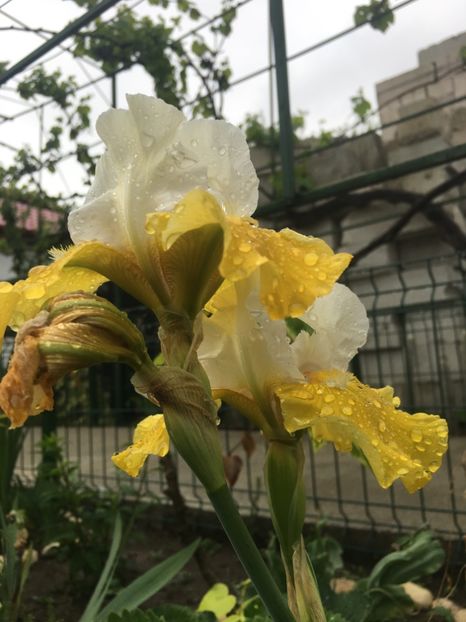  - Iriși 2018