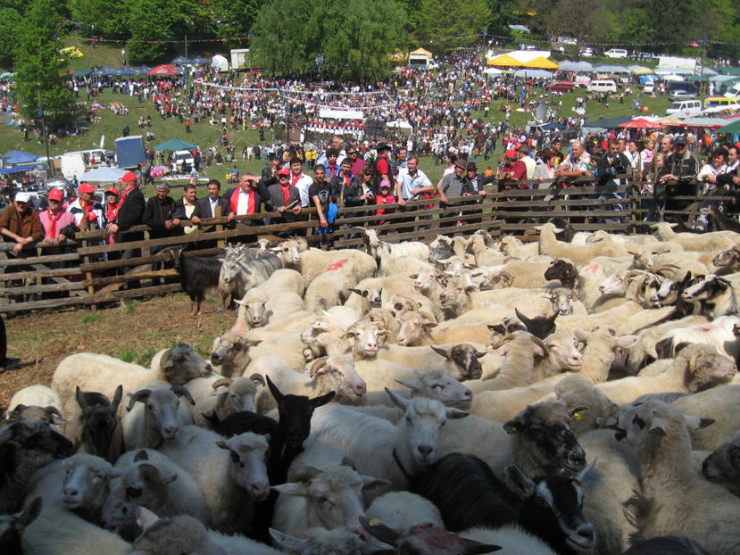 sambra-oilor3 - Sambra oilor