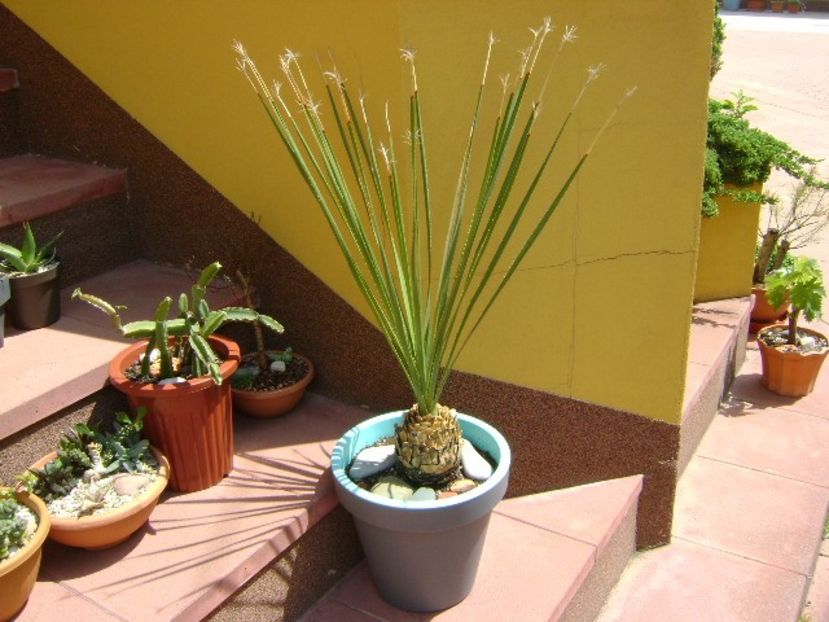 Dasylirion serratifolium - Agave si Yucca 2018