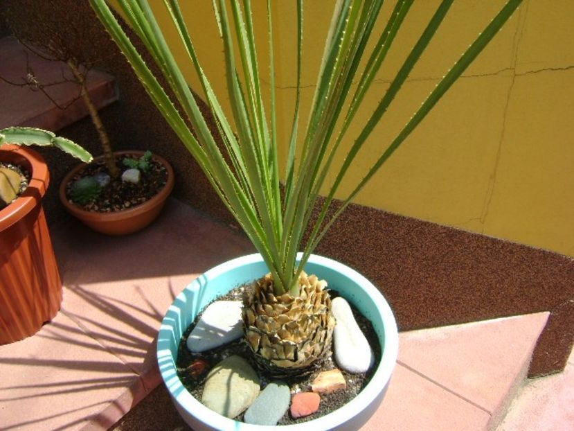 Dasylirion serratifolium - Agave si Yucca 2018