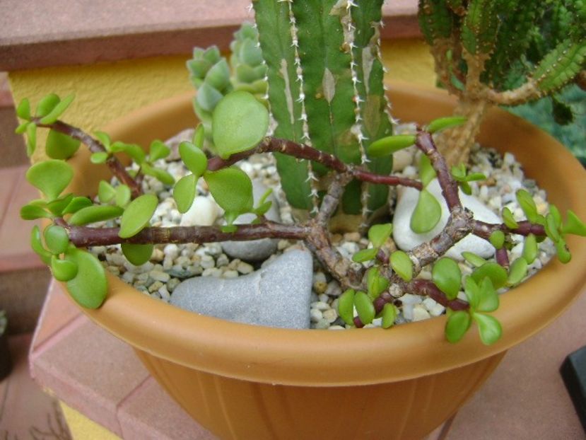 Portulacaria afra - Suculente 2018