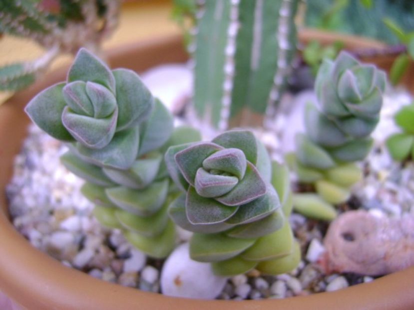 Crassula cv. moonglow - Suculente 2018
