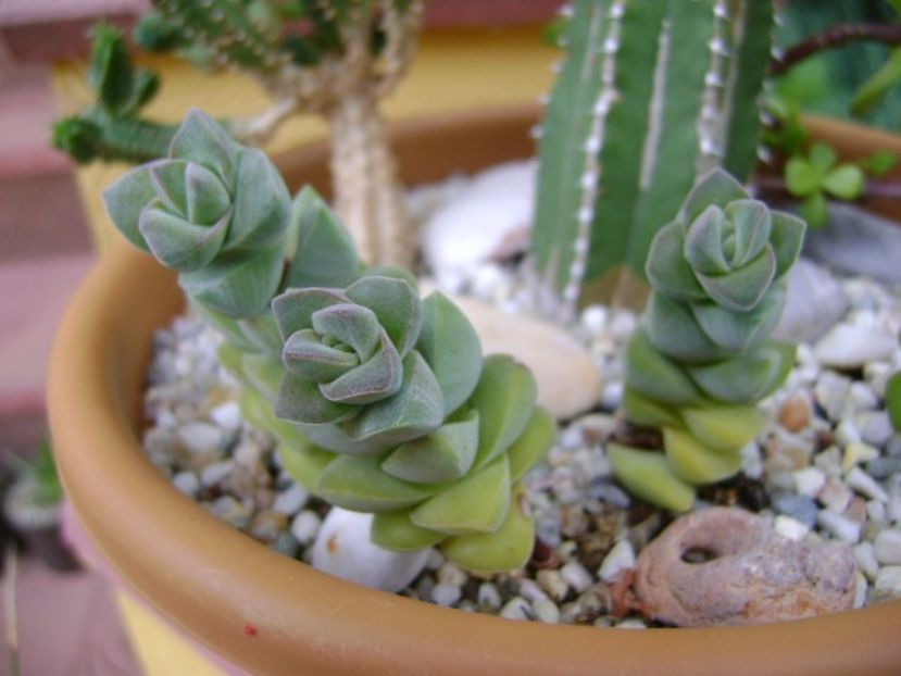 Crassula cv. moonglow - Suculente 2018