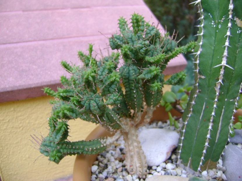Euphorbia mammillaris - Suculente 2018