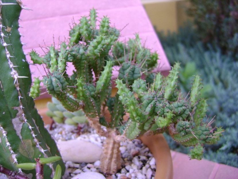 Euphorbia mammillaris - Suculente 2018