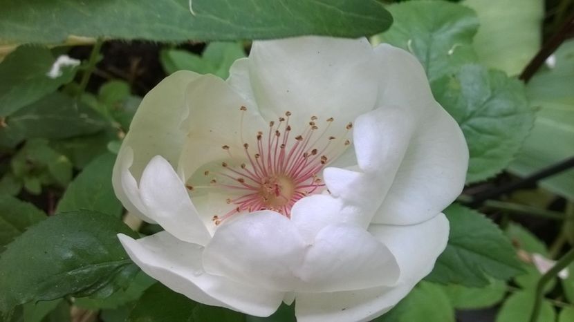 Jacqueline du Pre - Grădina 2018