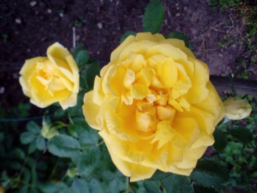  - Persian Yellow