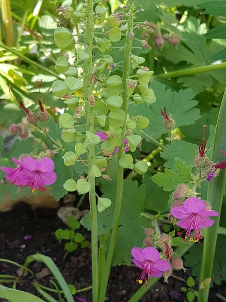 Geranium - Mai 2018