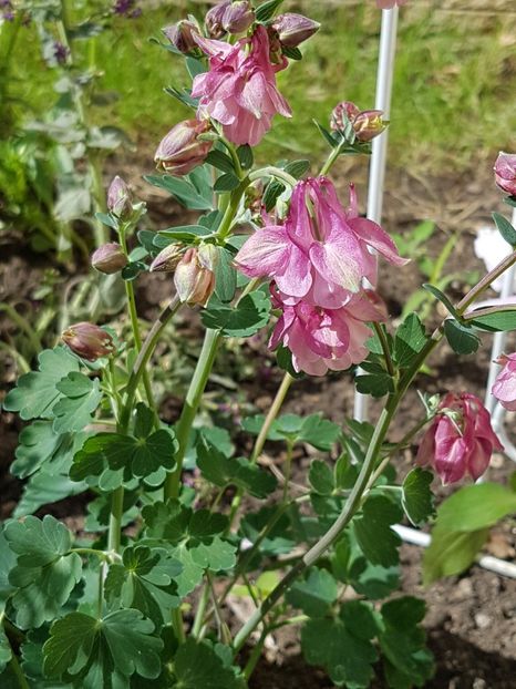 Am si o tufa de caldaruse... - Mai 2018