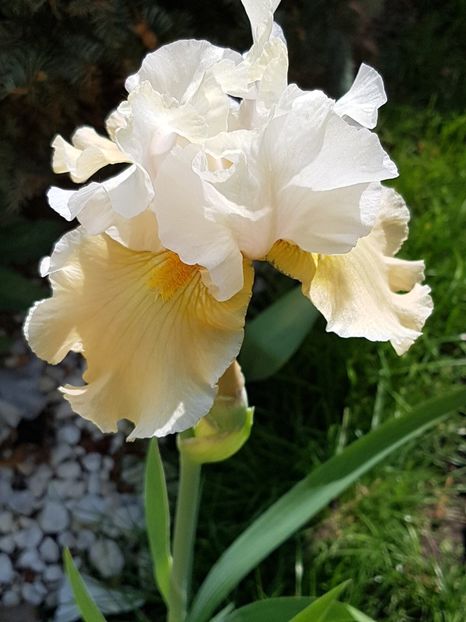 Champagne Elegance - Mai 2018