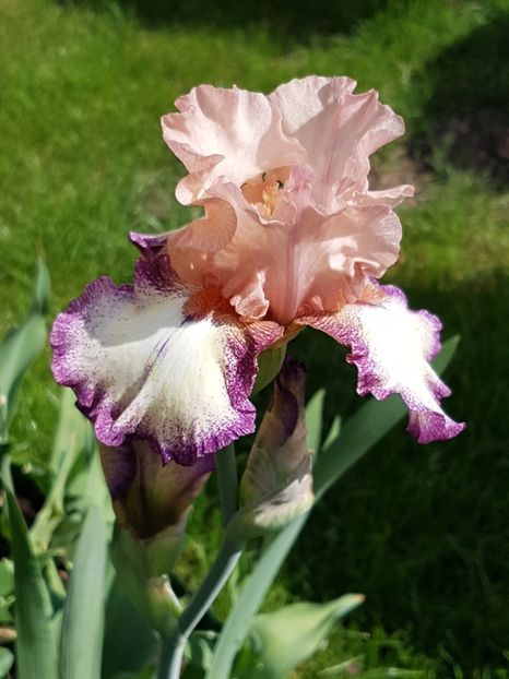 Morning Moon - Mai 2018