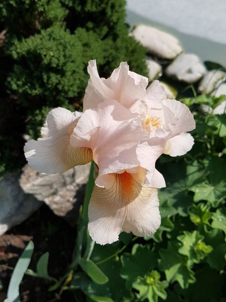 Edward of Windsor - Mai 2018