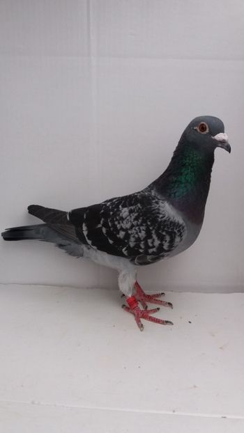 M 2017 vandut - De! voiajori vanduti