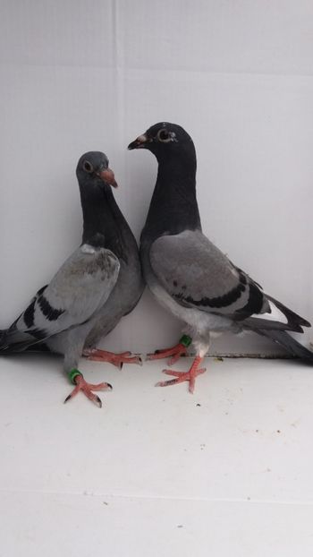 vanduti - De vanzare voiajori pui 2018
