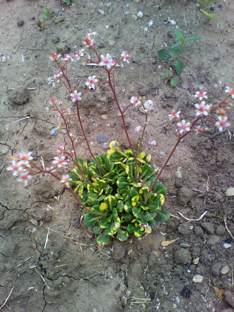  - curtea cu toate cele 2018