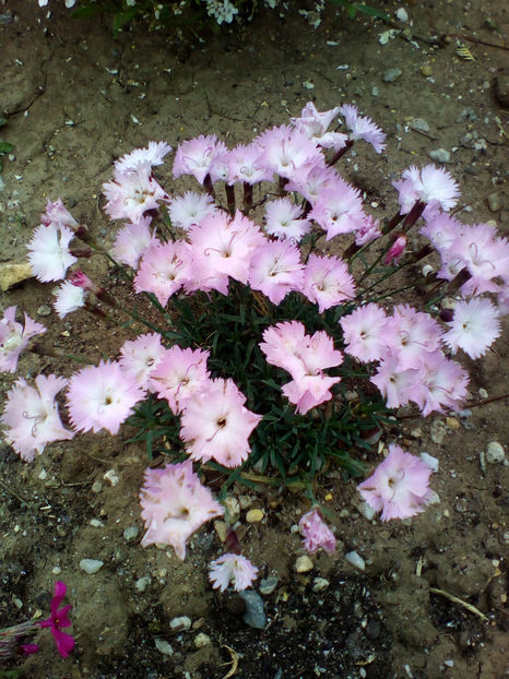  - curtea cu toate cele 2018