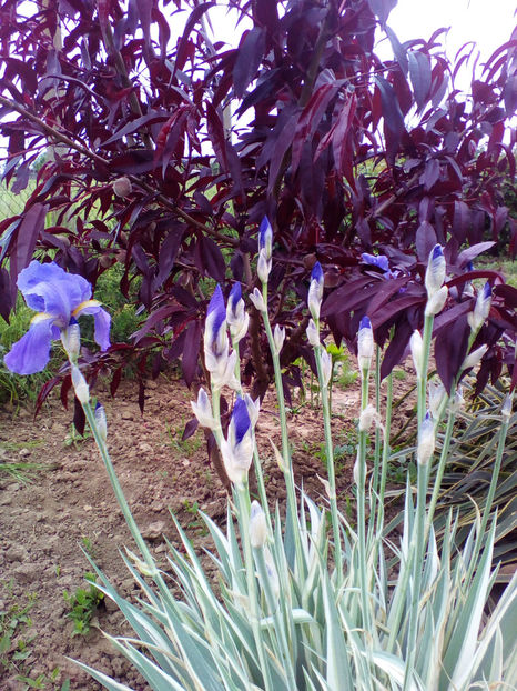  - curtea cu toate cele 2018