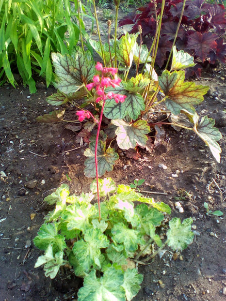  - curtea cu toate cele 2018