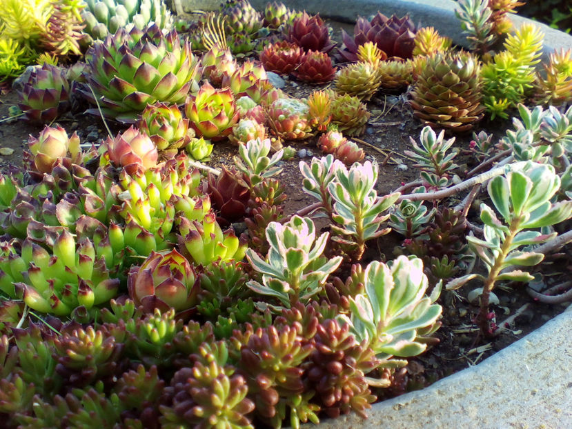  - curtea cu toate cele 2018