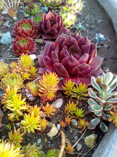  - curtea cu toate cele 2018