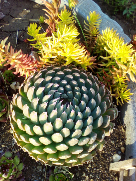  - curtea cu toate cele 2018