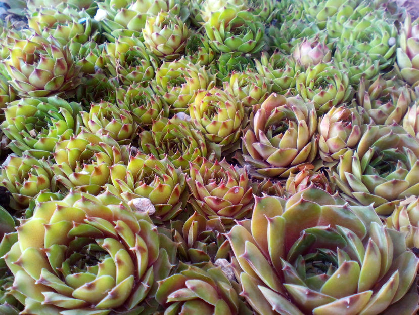  - curtea cu toate cele 2018