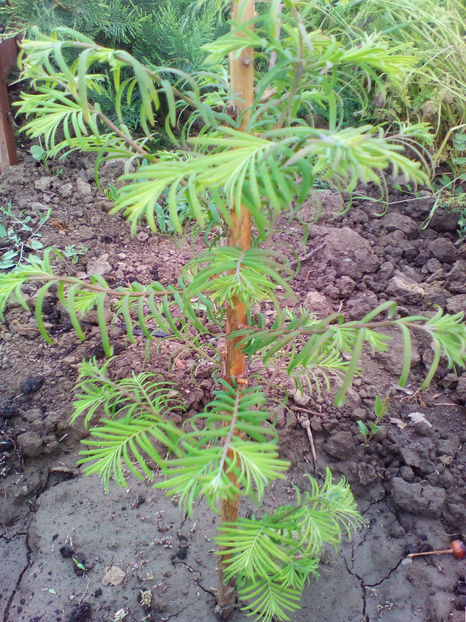  - curtea cu toate cele 2018