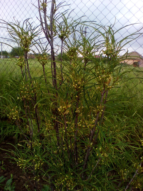  - curtea cu toate cele 2018