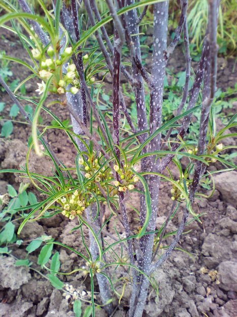  - curtea cu toate cele 2018
