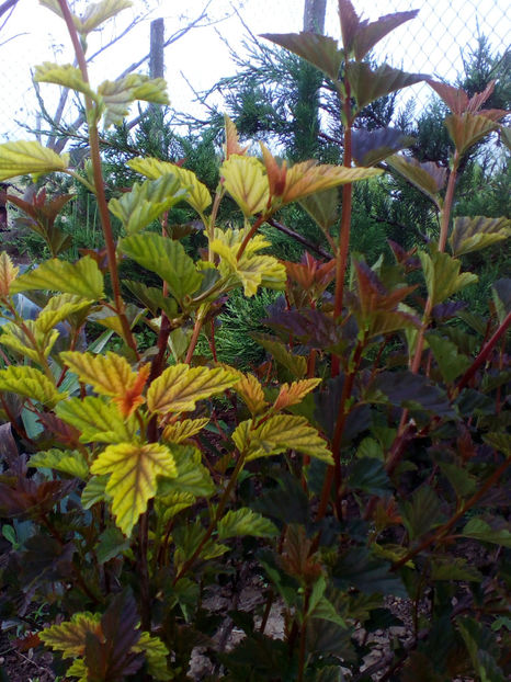  - curtea cu toate cele 2018