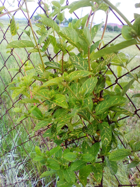  - curtea cu toate cele 2018